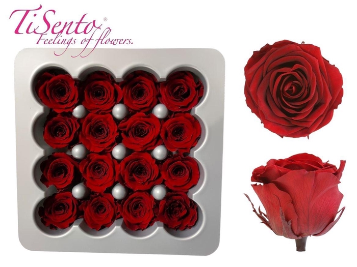 <h4>Arrangementen Potroos H%</h4>