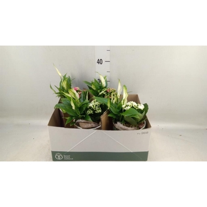 Arr.    Planten  L%