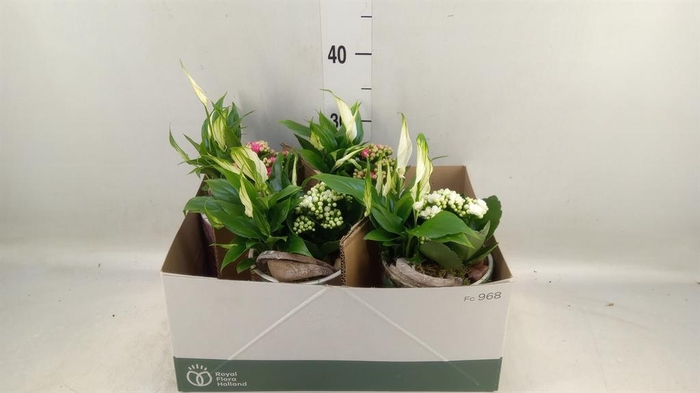 <h4>Arr.    Planten  L%</h4>