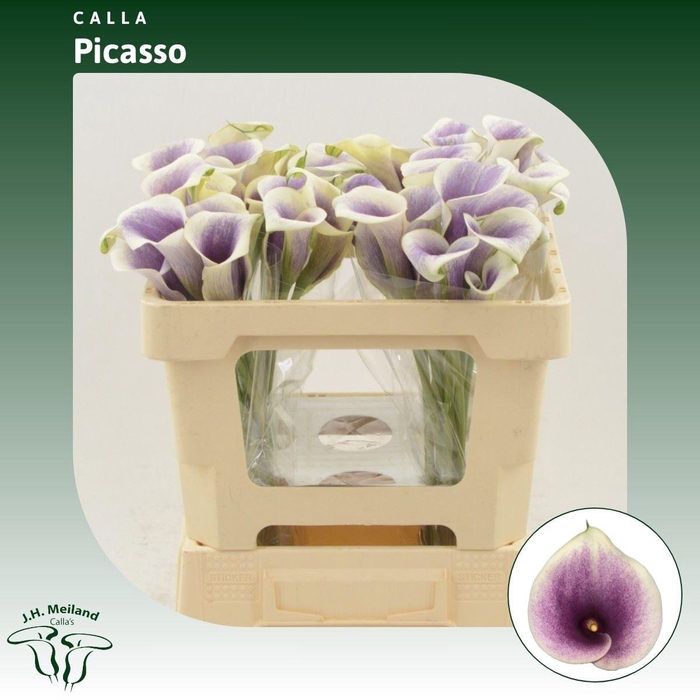 <h4>Calla Picasso</h4>