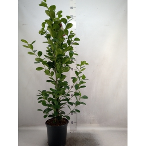 Ficus microcarpa 'Moclame'