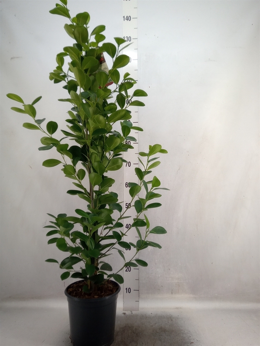 Ficus microcarpa 'Moclame'