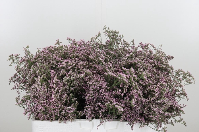 <h4>Lim Saf Oshi Pink</h4>