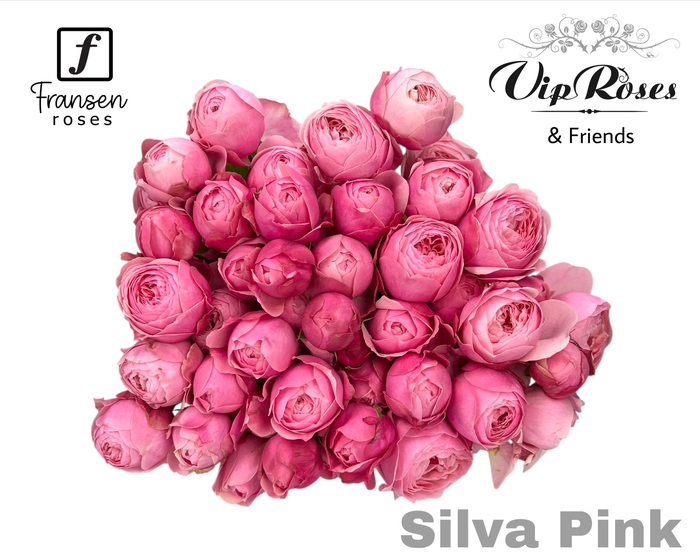 R TR SILVA PINK+ Vip