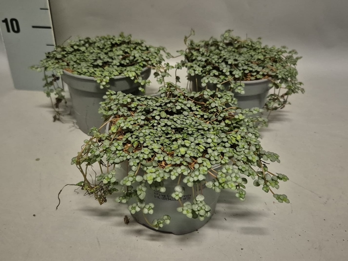 Indoor 12cm Pilea Glauca Greyzy