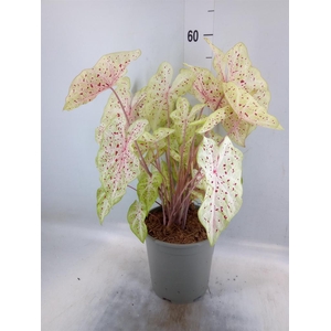 Caladium   ...