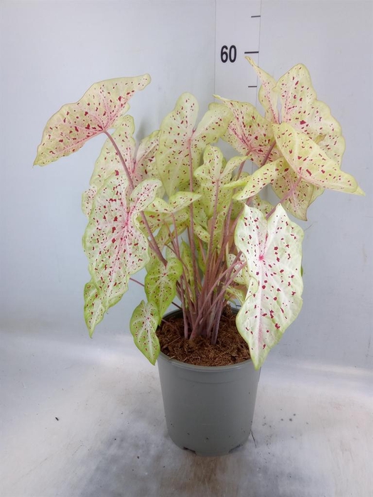 <h4>Caladium   ...</h4>