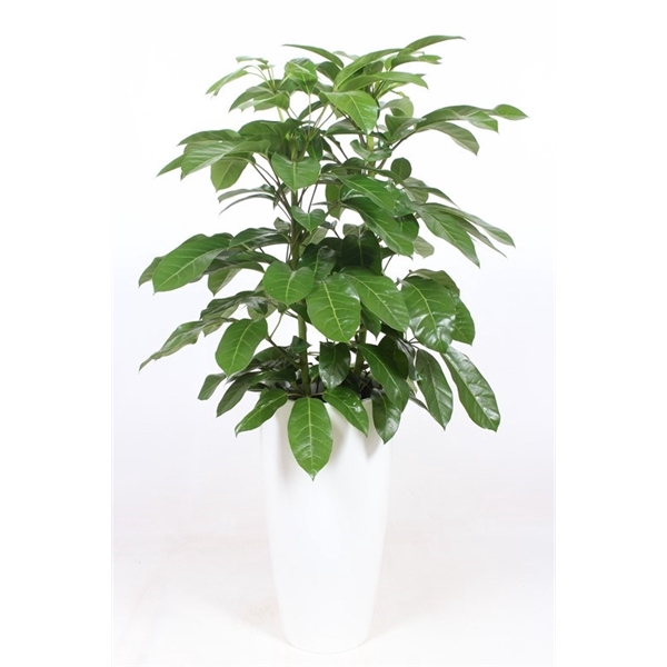 <h4>Schefflera actinophylla 'Amate' in Santorini "wit"</h4>