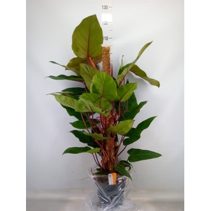 Philodendron  'Red Emerald'