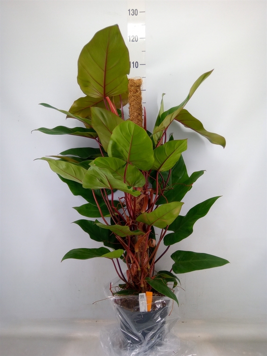 <h4>Philodendron  'Red Emerald'</h4>