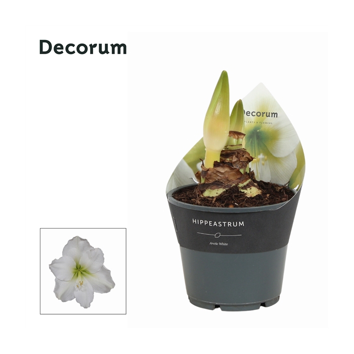 <h4>Hippeastrum Arctic White 2 Knop Extra OP (Decorum)</h4>