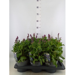 Salvia sylvestris 'Blue Marvel'