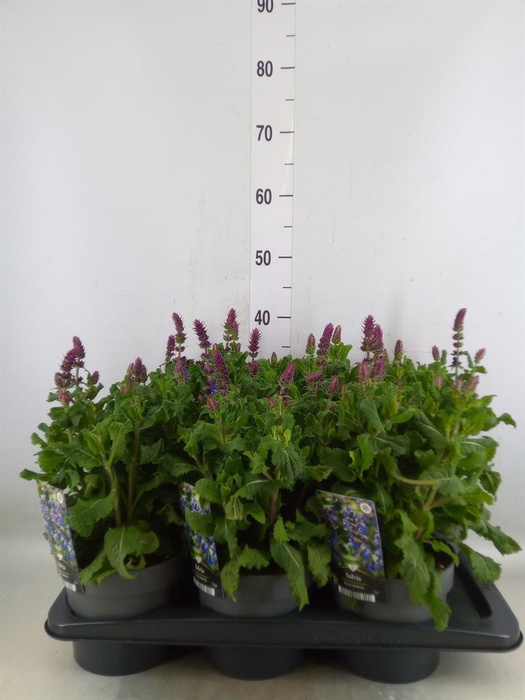 <h4>Salvia sylvestris 'Blue Marvel'</h4>