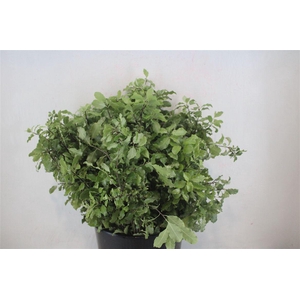 Pittosp Nevato Wit 150gr P Bunch