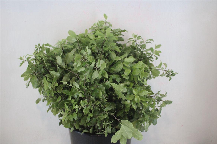 <h4>Pittosp Nevato Wit 150gr P Bunch</h4>