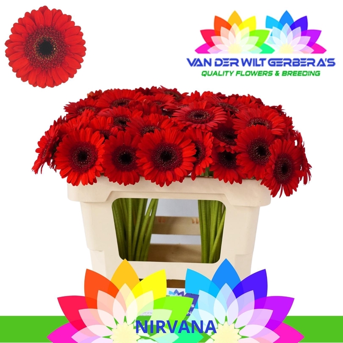 <h4>Germini Nirvana Water</h4>