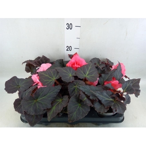 Begonia