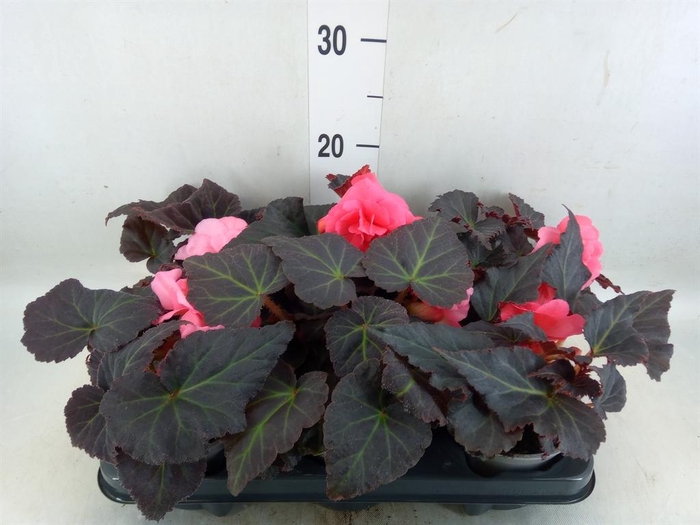 <h4>Begonia</h4>