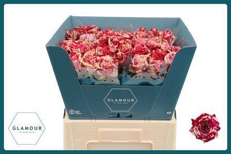 <h4>R Gr Harlequin</h4>