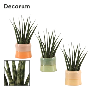 Sansevieria fernwood 9 cm in Evita (Craft world-collection)