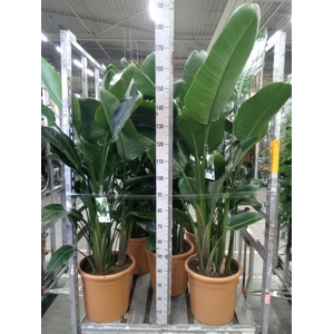 Strelitzia nicolai