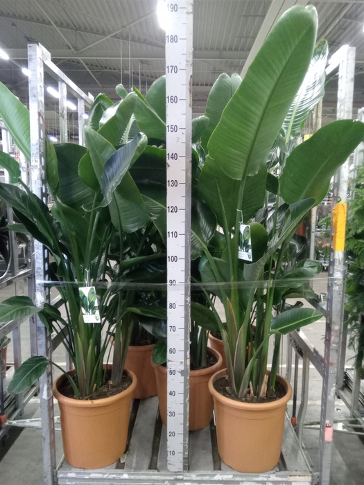 <h4>Strelitzia nicolai</h4>