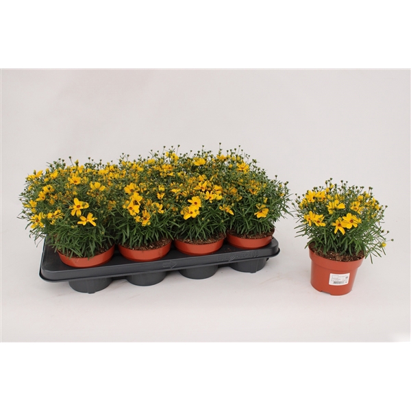 <h4>Coreopsis vert. 'Gold'</h4>