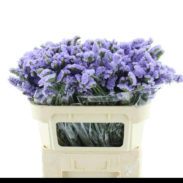 <h4>LIM S DONAU BIRDS</h4>