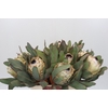 Protea Barbigera Ice Queen