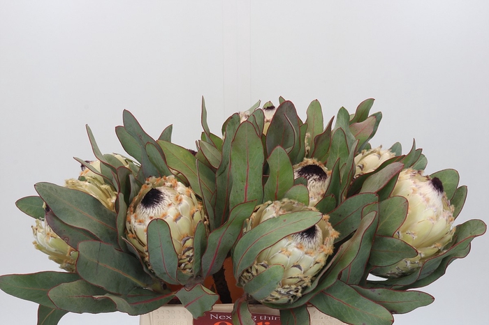 Protea Barbigera Ice Queen
