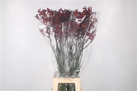 <h4>Anigozanthos Early Spring Red</h4>