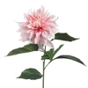 AF Dahlia Spider L84cm L.Pink