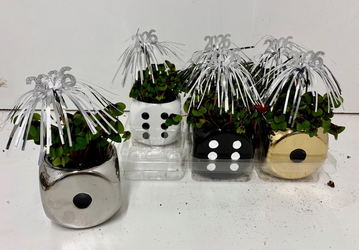 <h4>OXALIS DEPPEI</h4>