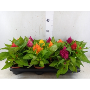 Celosia arg. PL   ...