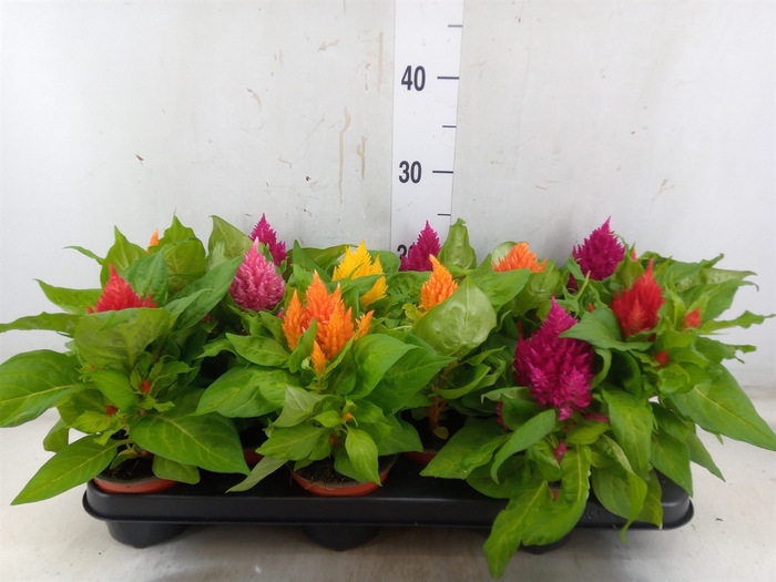 <h4>Celosia arg. PL   ...</h4>