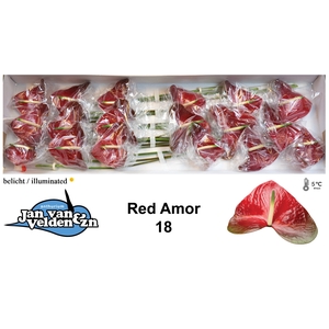 Anthurium Red Amor