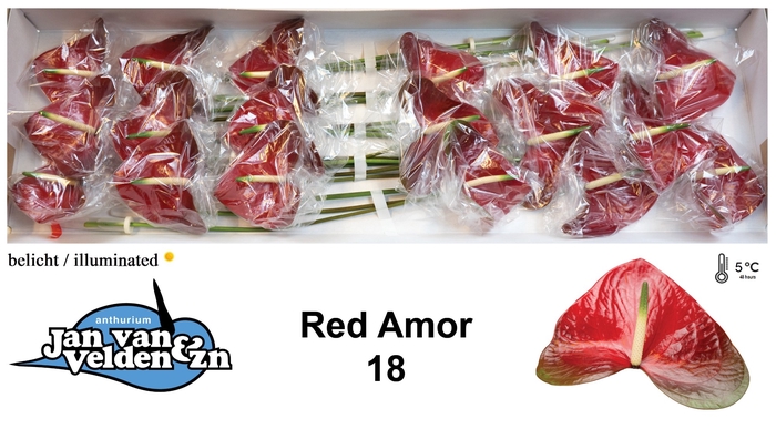 Anthurium Red Amor