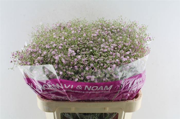 <h4>Gyps Pa My Pink</h4>