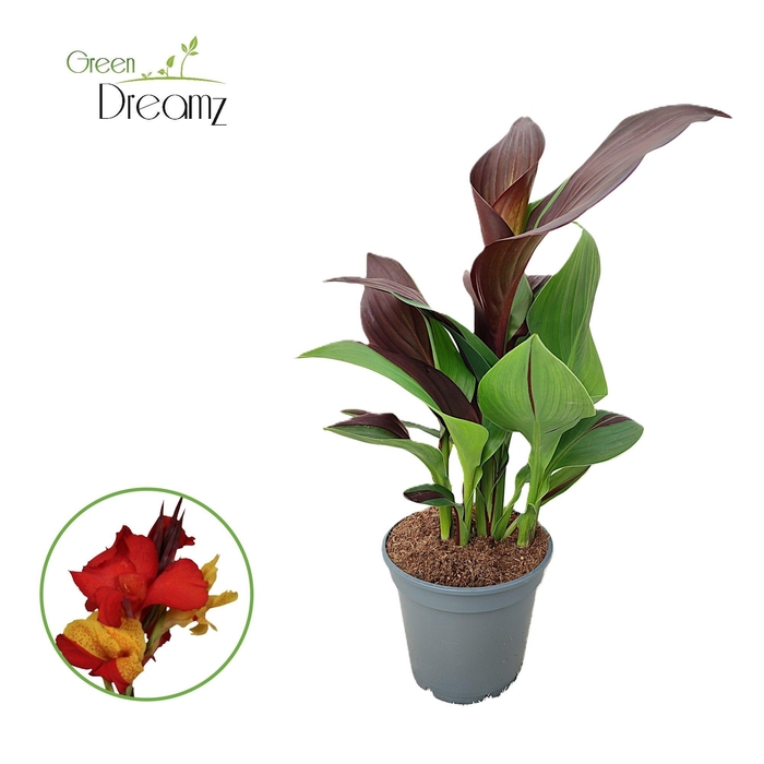 <h4>Canna Cleopatra Zonder Bloem p 17</h4>