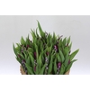 BQ Tulp Salix Lavender