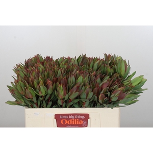 Leucadendron Highlight