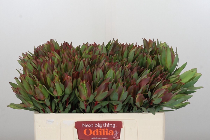 <h4>Leucadendron Highlight</h4>