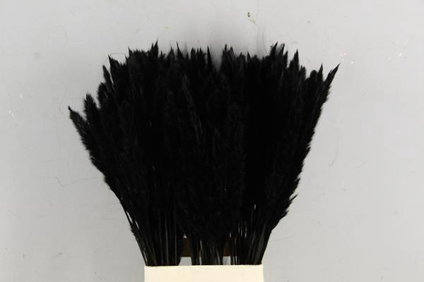 <h4>Df Pampas Silvy Black</h4>