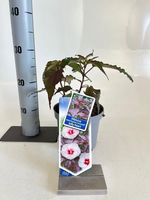 <h4>Hibiscus</h4>
