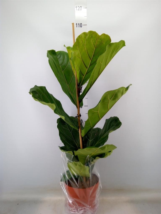 <h4>Ficus lyrata</h4>
