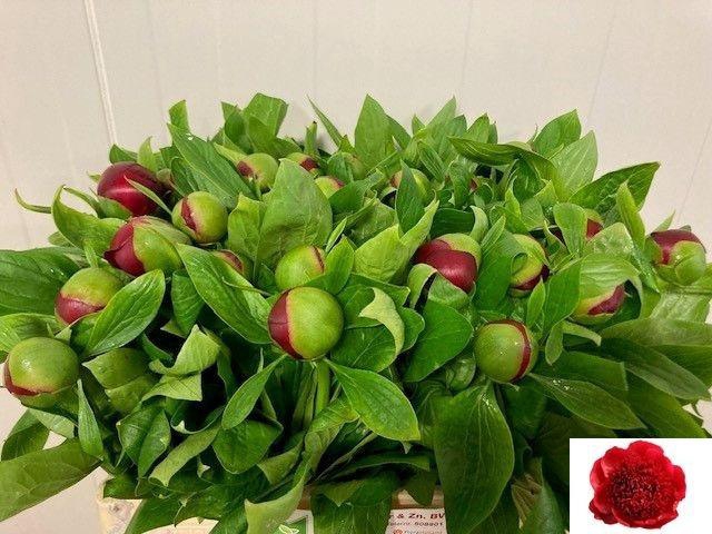 <h4>PAEO RED CHARM</h4>