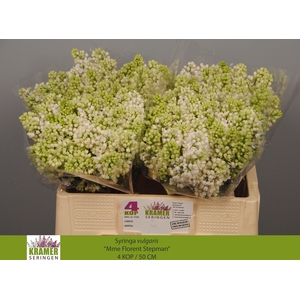 SYR V MME FL STEPMAN