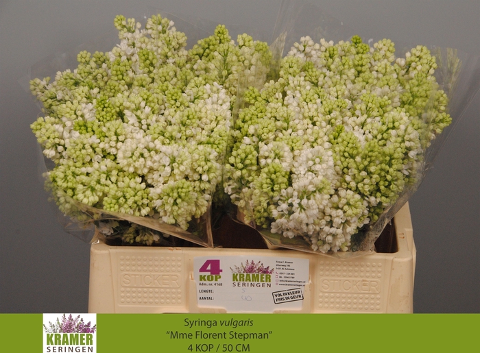 <h4>SYR V MME FL STEPMAN</h4>