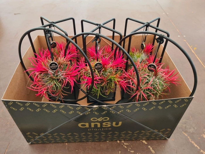 <h4>Tillandsia overig</h4>