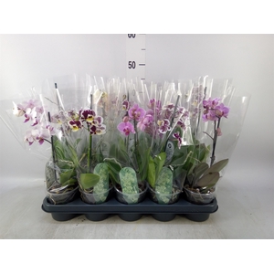 Phalaenopsis multi.   ...mix  3